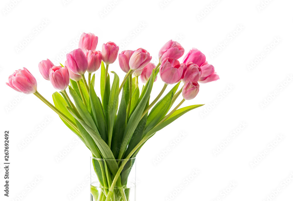 Cut Pink Tulips on a White Background with Copy Space Cut Pink Tulips on a White Background with Copy Space