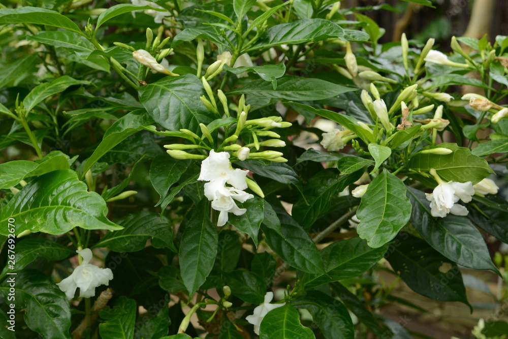 Crape jasmine flowers / Tabernaemontana divaricata Crape jasmine flowers / Tabernaemontana divaricata
