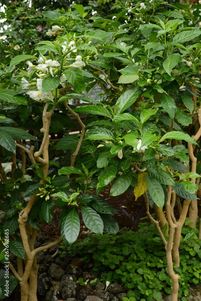 Obraz premium Crape jasmine flowers / Tabernaemontana divaricata