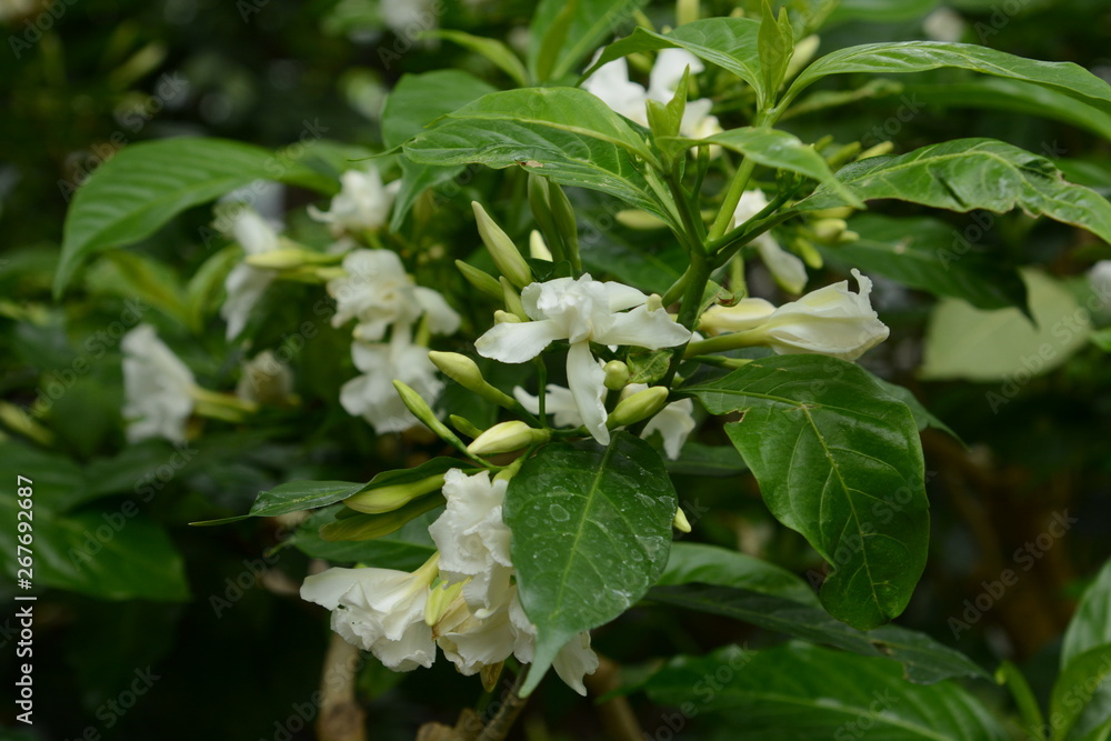 Crape jasmine flowers / Tabernaemontana divaricata Crape jasmine flowers / Tabernaemontana divaricata