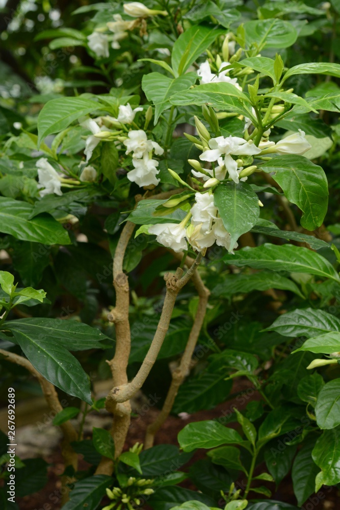 Crape jasmine flowers / Tabernaemontana divaricata Crape jasmine flowers / Tabernaemontana divaricata