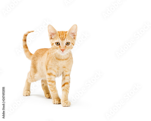 Cute Orange Kitten Looking Walking Forward © adogslifephoto