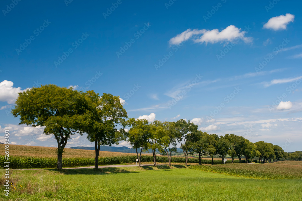 Landstrasse mit Baeumen
