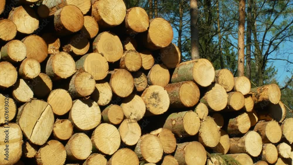 Wood large piles of cut tree trunks, round logs. Spruce forests infested and attacked by European spruce bark beetle pest Ips typographus, clear cut calamity caused by bark beetle due global warming Wood large piles of cut tree trunks, round logs. Spruce forests infested and attacked by European spruce bark beetle pest Ips typographus, clear cut calamity caused by bark beetle due global warming