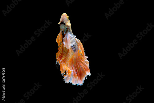 Colorful with main color of white and yellow betta fish, Siamese fighting fish was isolated on black background. Fish also action of turn head in up direction during swim © narong