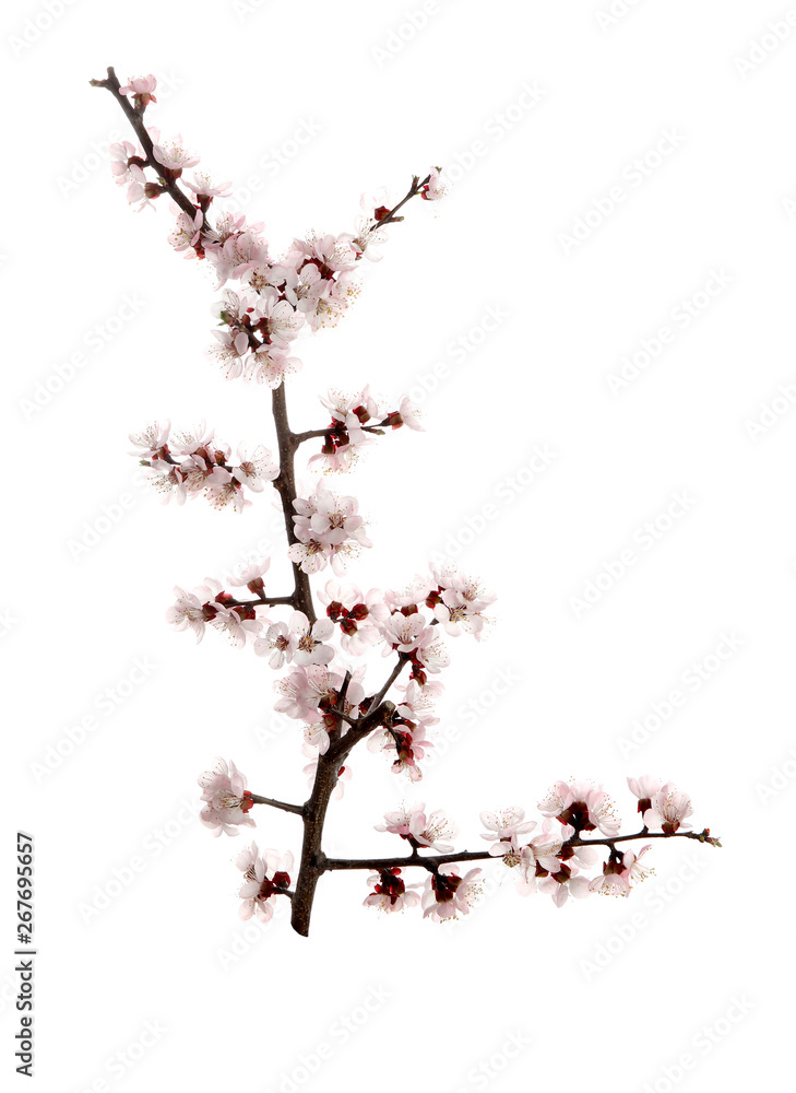 Beautiful blossoming apricot tree branch on white background Beautiful blossoming apricot tree branch on white background