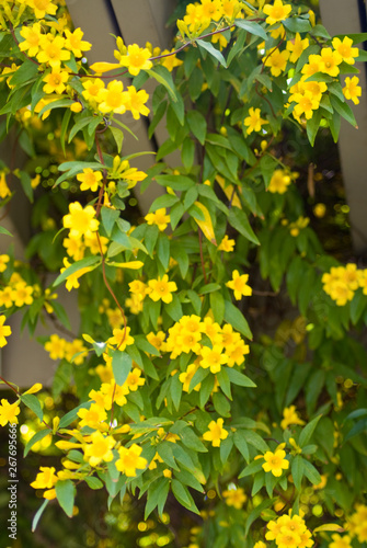 Carolina Jasmine photo