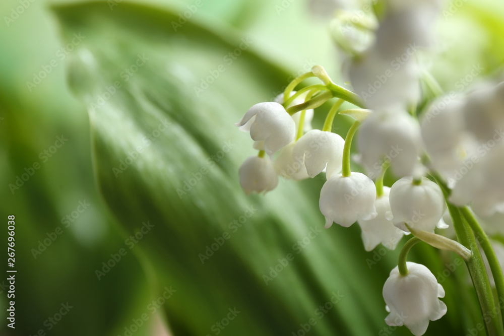 Fototapeta premium Beautiful fragrant lily of the valley, closeup. Space for text