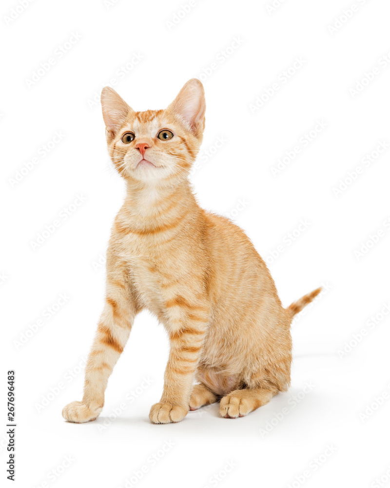 Cute Young Orange Striped Tabby Kitten Cute Young Orange Striped Tabby Kitten