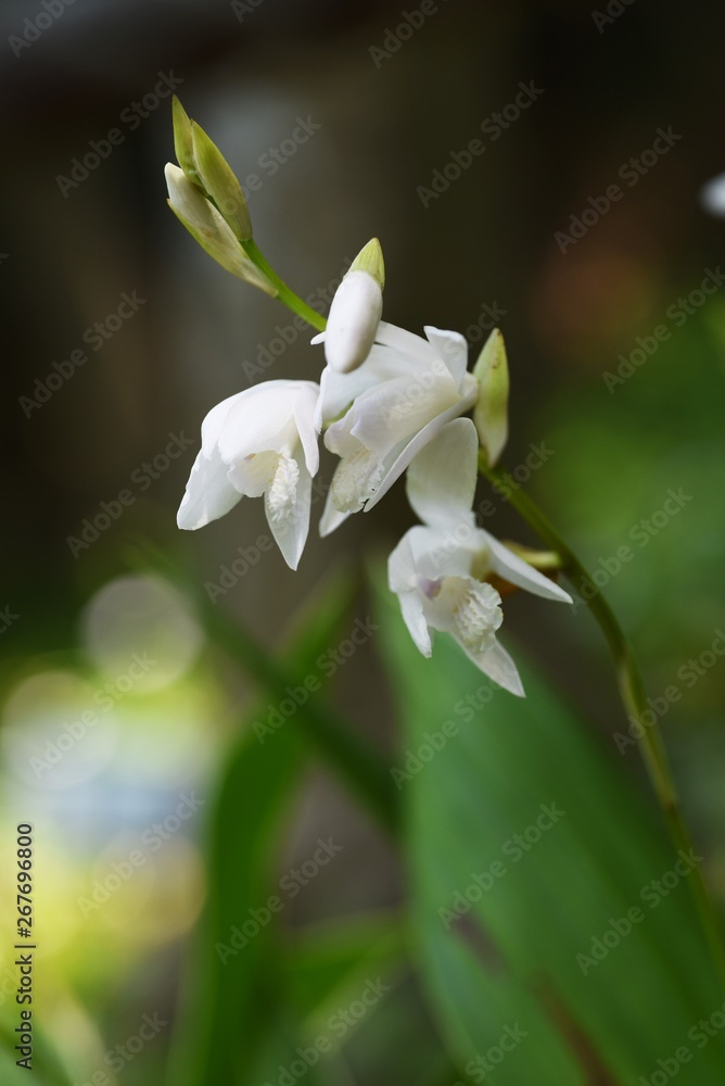 Fototapeta premium White hyacinth orchid / Bletilla striata