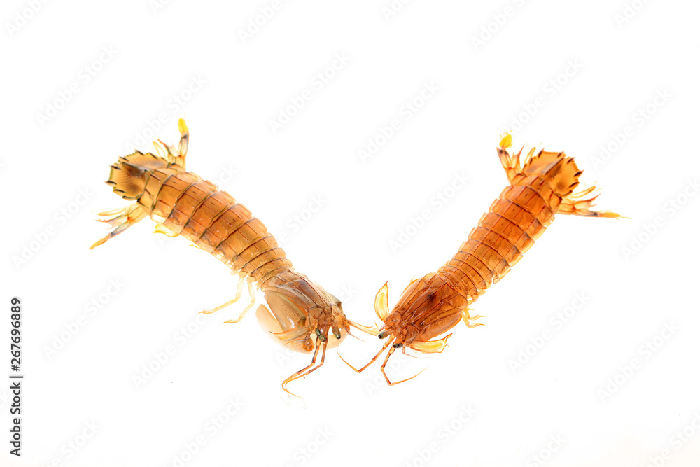 Obraz premium mantis shrimp