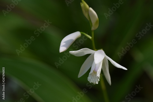 White hyacinth orchid / Bletilla striata