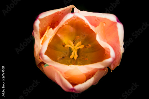 Fotografía macro/aproximación flor o planta 