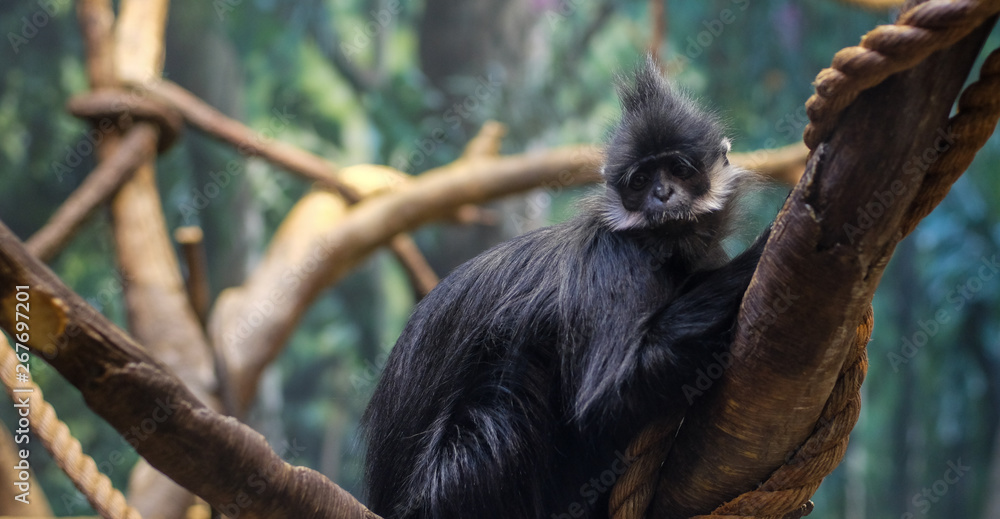 Obraz premium Francois' Langer Monkey