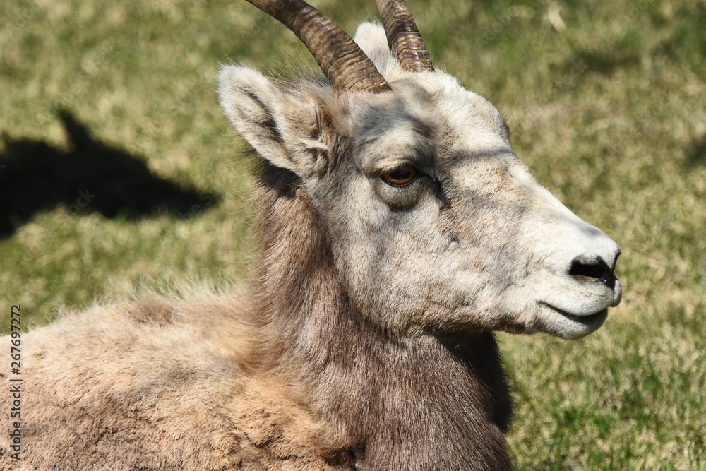 Mountain Goat Mountain Goat
