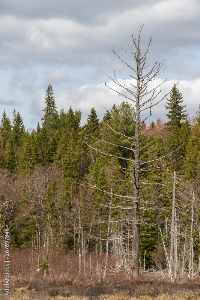 Spring Forest in Algonquin Park Spring Forest in Algonquin Park