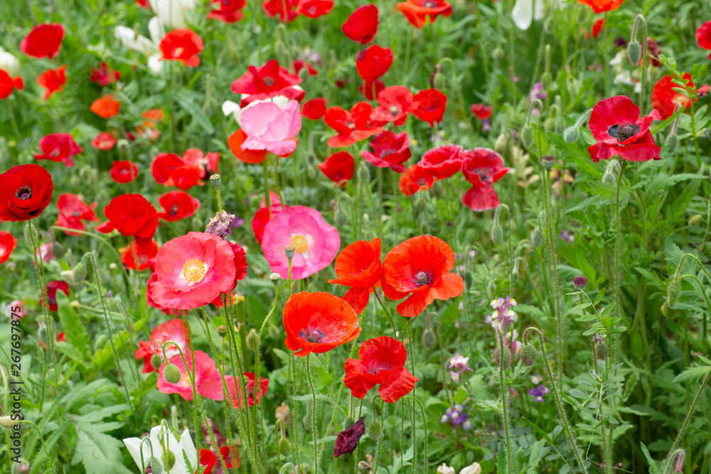 Obraz premium ポピー畑