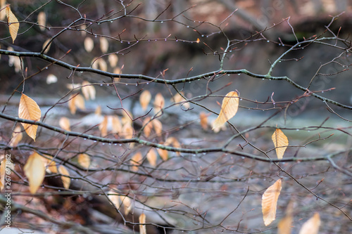 Branches Over River