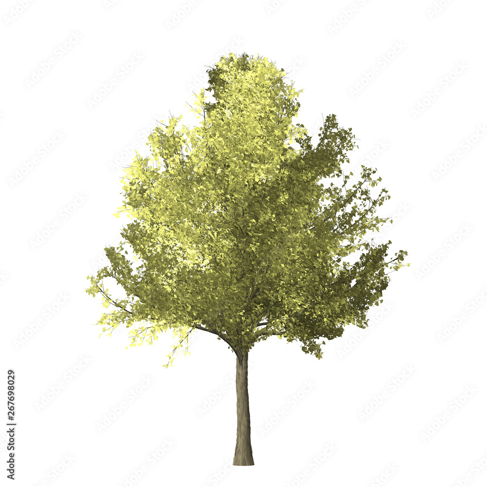 Fototapeta premium Ginko tree graphic picture. Three-dimensional light and shadow design. For decorating the garden and forest.