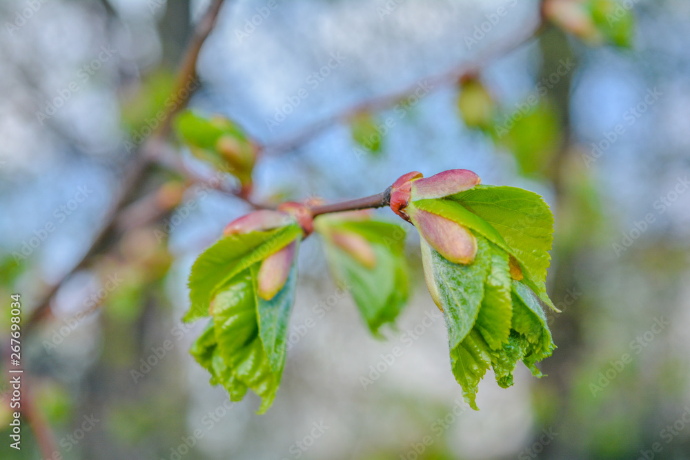 Tree branch with young blossoming leaves on blurred background in the spring Tree branch with young blossoming leaves on blurred background in the spring