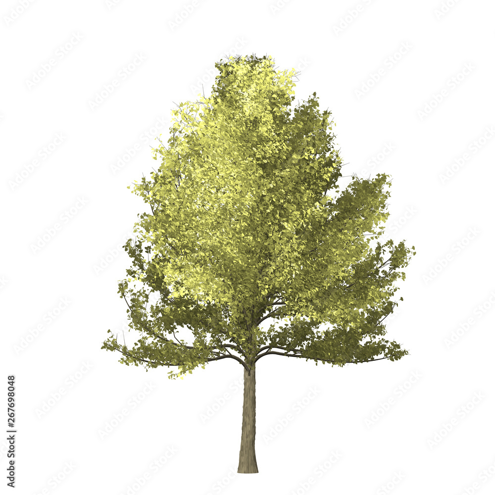 Ginko tree graphic picture. Three-dimensional light and shadow design. For decorating the garden and forest.