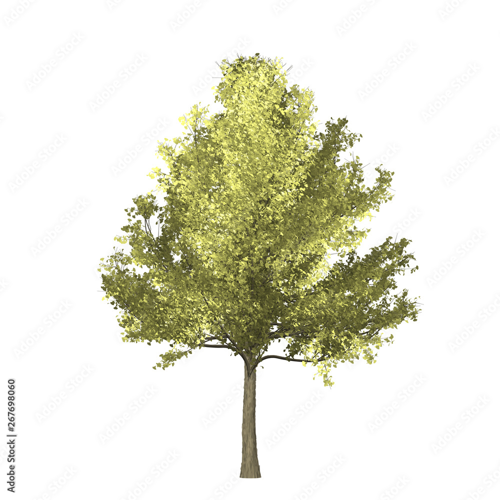 Fototapeta premium Ginko tree graphic picture. Three-dimensional light and shadow design. For decorating the garden and forest.