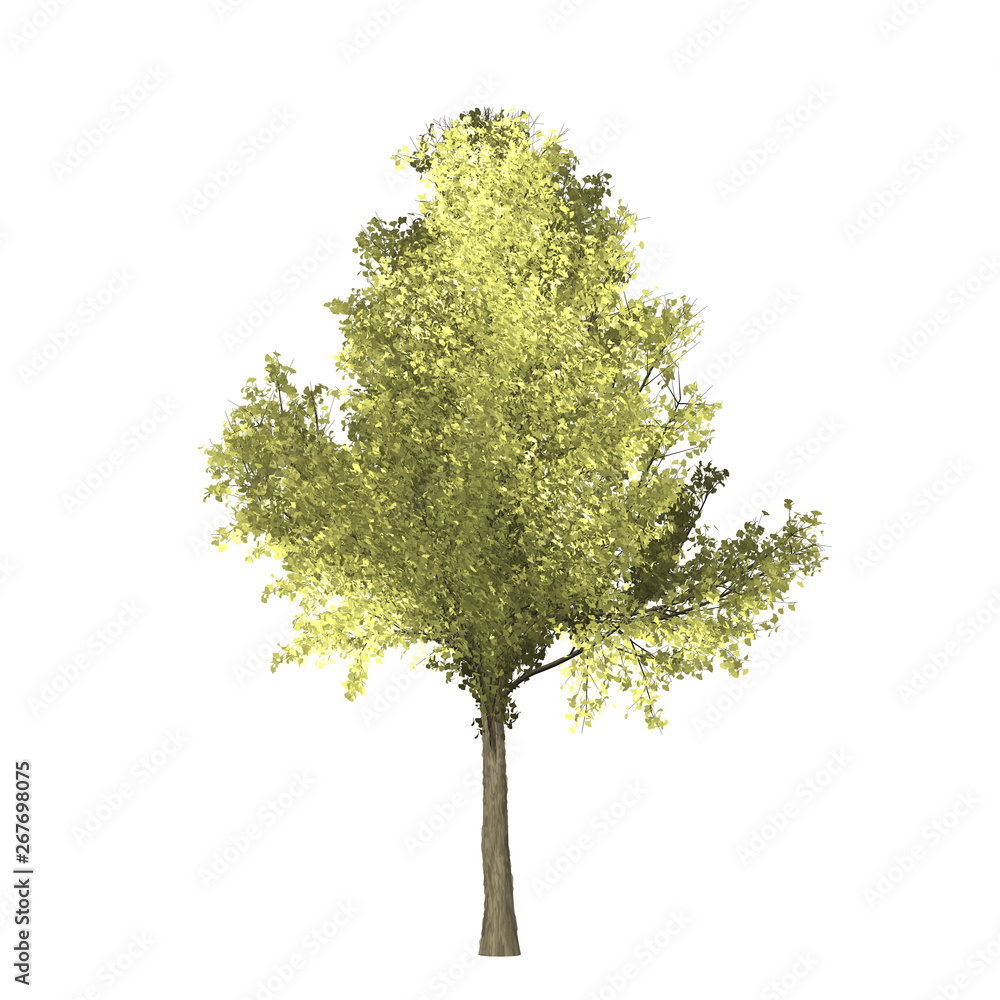 Fototapeta premium Ginko tree graphic picture. Three-dimensional light and shadow design. For decorating the garden and forest.