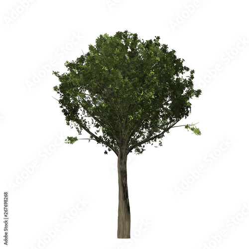 Oak tree graphic picture. Three-dimensional light and shadow design. For decorating the garden and forest.
