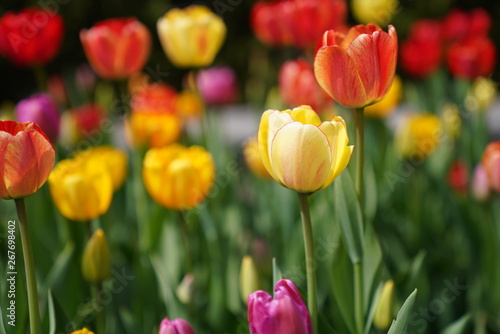 tulips 