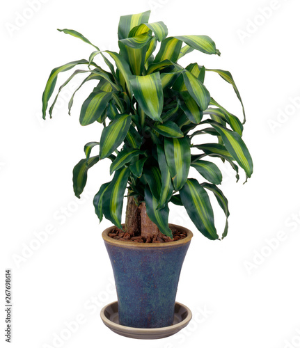 マッサン-マッサンゲアナ Dracaena fragrans（白背景、切り抜き） photo