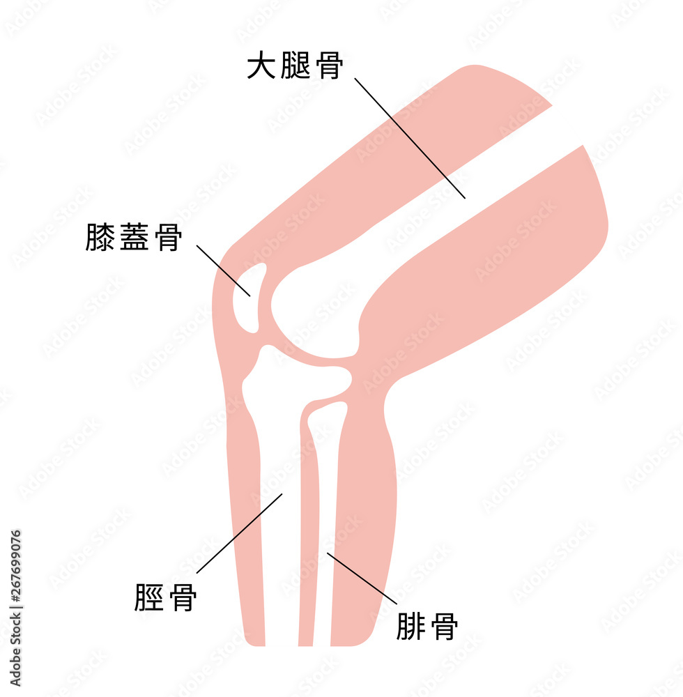 足 膝 関節部 骨 図解 イラスト Stock Vector Adobe Stock