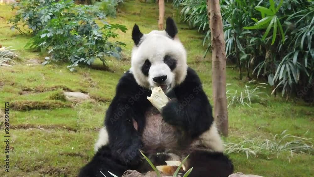 slow motion of Giant panda eating bamboo slow motion of Giant panda eating bamboo