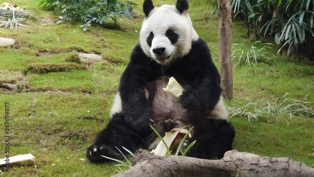 slow motion of Giant panda eating bamboo slow motion of Giant panda eating bamboo