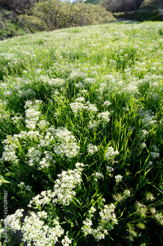Wallpaper Mural meadow, field,blossoms, summer, nature,flowers, plants Torontodigital.ca