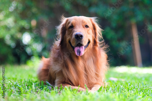 Golden Retriever