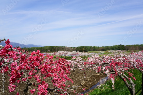 花桃（ハナモモ）の咲く田園の風景