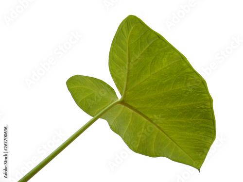 Eddoe leaves or wild taro leaf on white background. Green leaf isolated on white background.