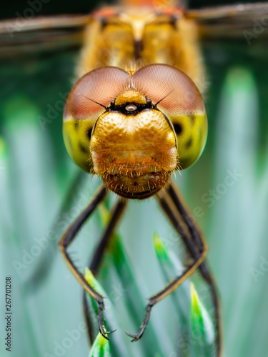 Dragonfly Insect Sitting on Fir Macro Portrait