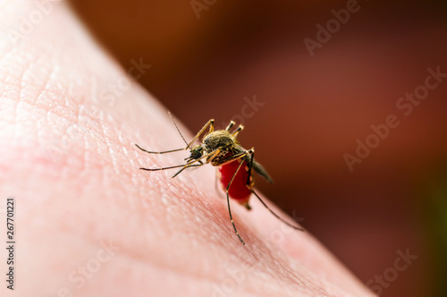 Encephalitis, Yellow Fever, Malaria Disease, Mayaro or Zika Virus Infected Culex Mosquito Parasite Insect Macro on Red Background