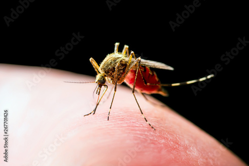 Wallpaper Mural Encephalitis, Yellow Fever, Malaria Disease, Mayaro or Zika Virus Infected Culex Mosquito Parasite Insect Macro Isolated on Black Background Torontodigital.ca