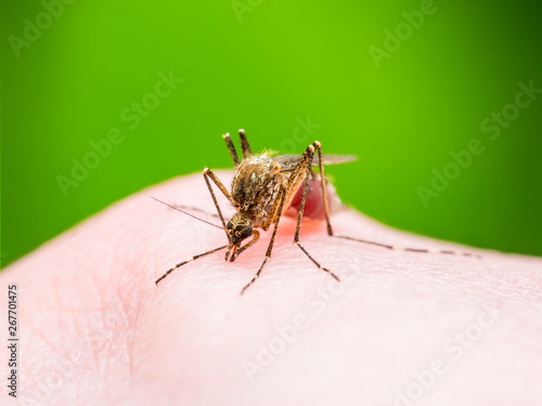 Encephalitis, Yellow Fever, Malaria Disease, Mayaro or Zika Virus Infected Culex Mosquito Parasite Insect Macro on Green Background © nechaevkon