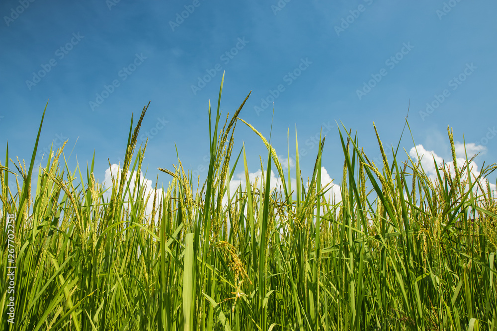 Green rice fields.