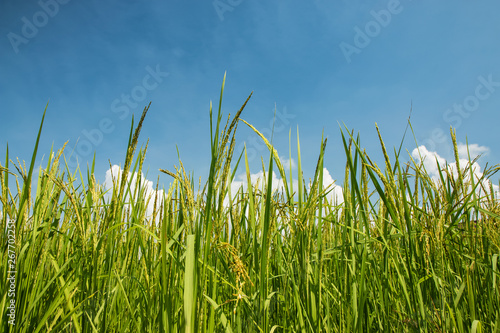 Green rice fields.