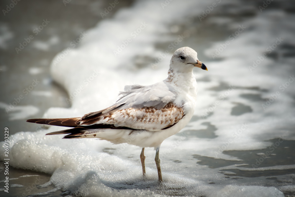 Obraz premium A seagull on the beach with the surf in the background.
