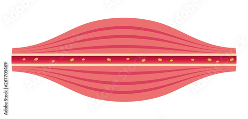 Healthy muscle flat illustration (no text) .section of muscle and vessel.