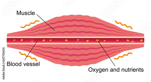 Muscle becomes tense . Flat illustration of muscle and vessel.
