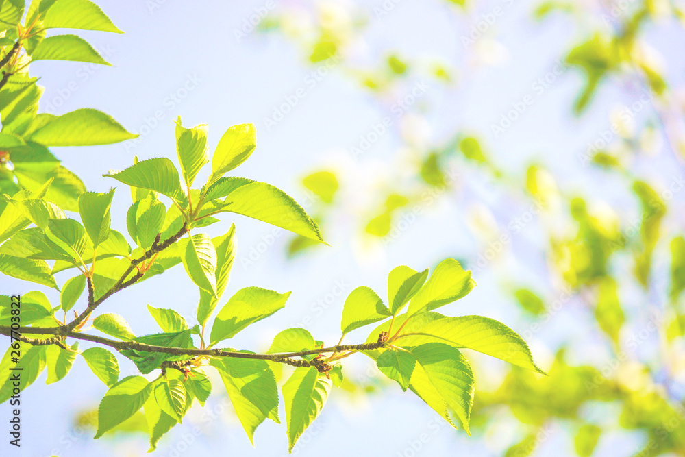 Obraz premium Summer leaves and branches. 夏の葉と枝