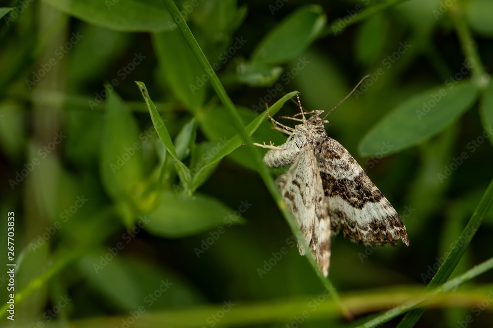 Obraz premium Nature