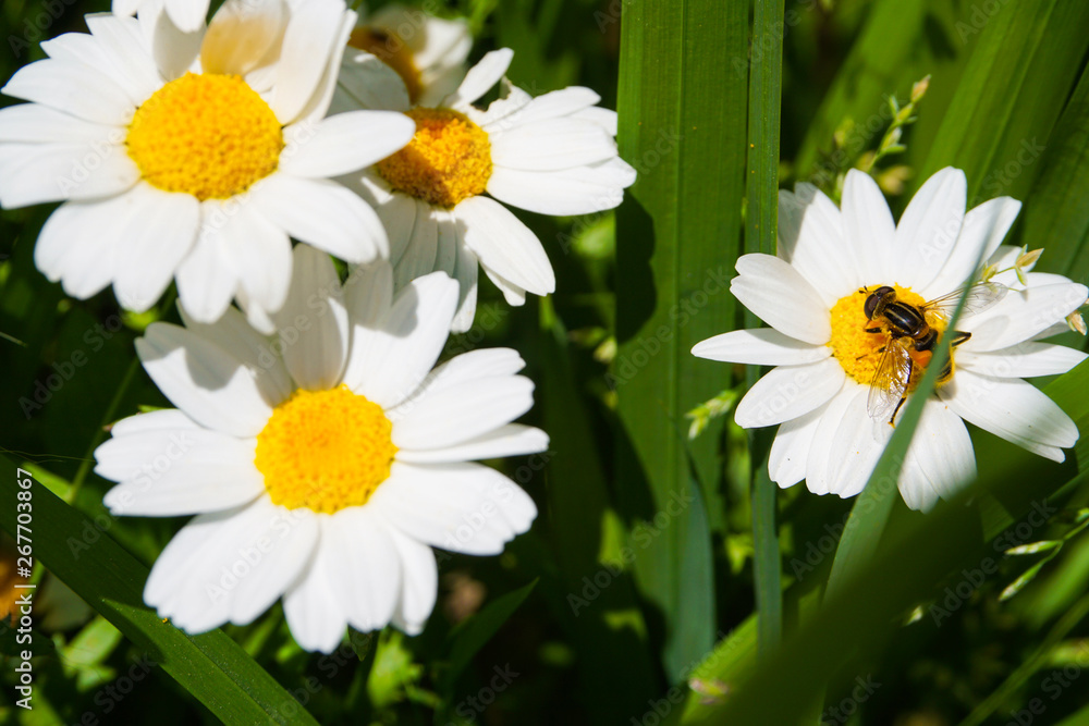 Honeybee And Small Chrysanthemum French Chrysanthemum ミツバチと小さな菊 ノースポール カンシロギク フランスギク Stock Photo Adobe Stock