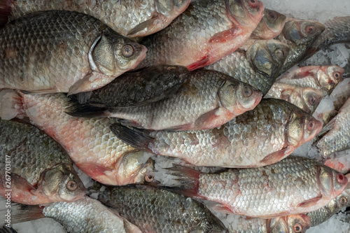 Many raw carcasses of fish carp on the ice. Horizontal format photo of the view from the top